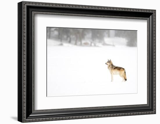 Wolf standing in snow, Yellowstone National Park, USA-Danny Green-Framed Photographic Print