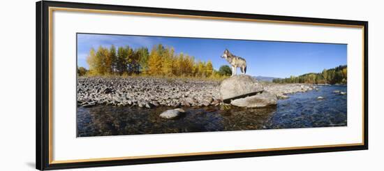 Wolf Standing on a Rock at the Riverbank, US Glacier National Park, Montana, USA-null-Framed Photographic Print