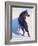 Wolf Study I-Julie Chapman-Framed Art Print