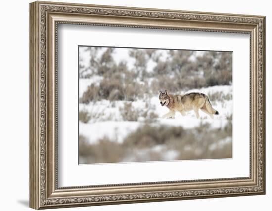 Wolf walking in snow, Yellowstone National Park, USA-Danny Green-Framed Photographic Print
