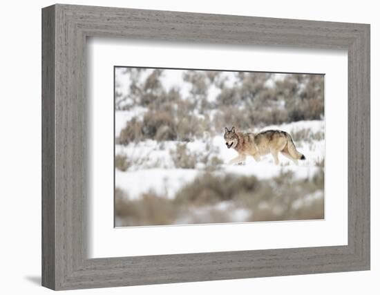 Wolf walking in snow, Yellowstone National Park, USA-Danny Green-Framed Photographic Print