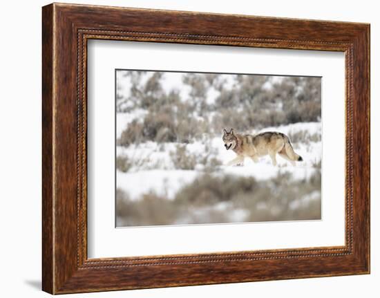 Wolf walking in snow, Yellowstone National Park, USA-Danny Green-Framed Photographic Print