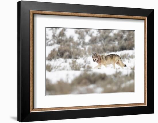 Wolf walking in snow, Yellowstone National Park, USA-Danny Green-Framed Photographic Print