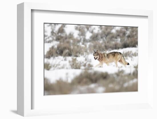 Wolf walking in snow, Yellowstone National Park, USA-Danny Green-Framed Photographic Print