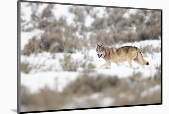 Wolf walking in snow, Yellowstone National Park, USA-Danny Green-Mounted Photographic Print
