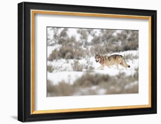 Wolf walking in snow, Yellowstone National Park, USA-Danny Green-Framed Photographic Print