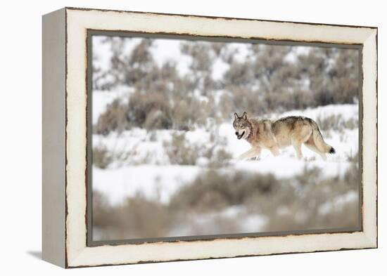 Wolf walking in snow, Yellowstone National Park, USA-Danny Green-Framed Premier Image Canvas