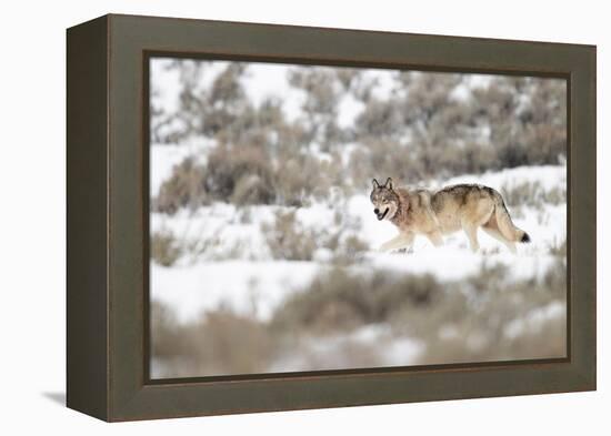 Wolf walking in snow, Yellowstone National Park, USA-Danny Green-Framed Premier Image Canvas