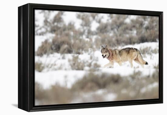 Wolf walking in snow, Yellowstone National Park, USA-Danny Green-Framed Premier Image Canvas