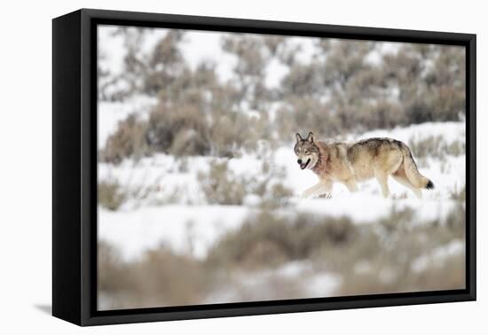 Wolf walking in snow, Yellowstone National Park, USA-Danny Green-Framed Premier Image Canvas