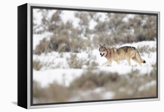 Wolf walking in snow, Yellowstone National Park, USA-Danny Green-Framed Premier Image Canvas