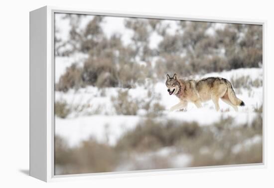 Wolf walking in snow, Yellowstone National Park, USA-Danny Green-Framed Premier Image Canvas