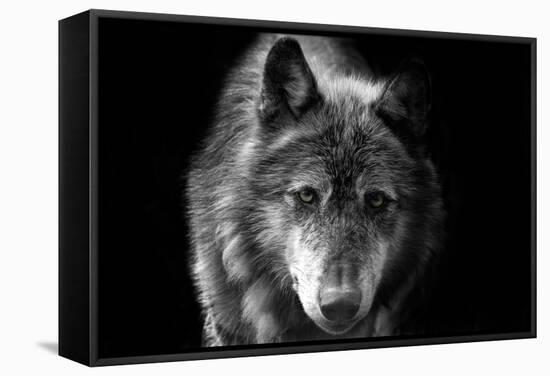 Wolf-Brian Dunne-Framed Premier Image Canvas