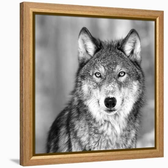 Wolf-null-Framed Premier Image Canvas