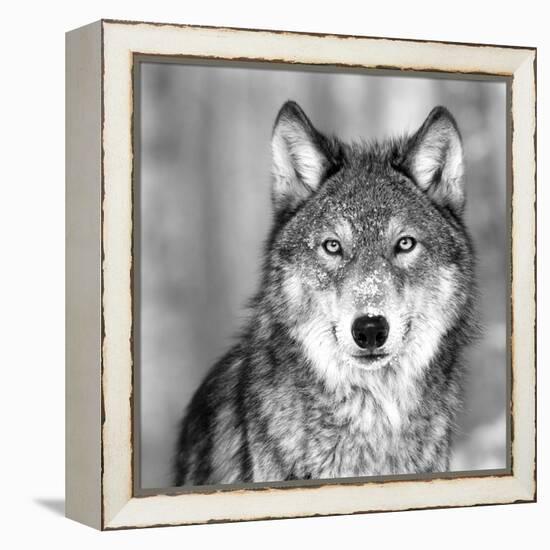 Wolf-null-Framed Premier Image Canvas