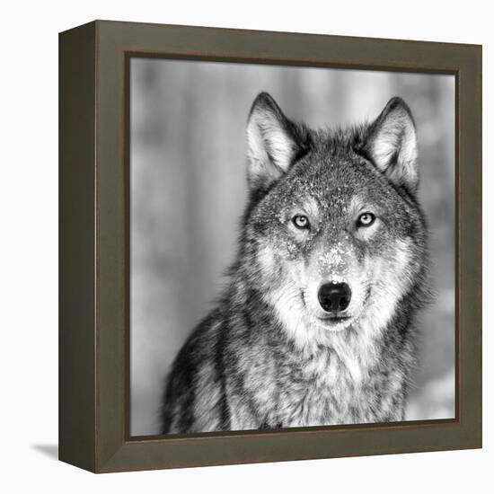 Wolf-null-Framed Premier Image Canvas