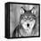 Wolf-null-Framed Premier Image Canvas