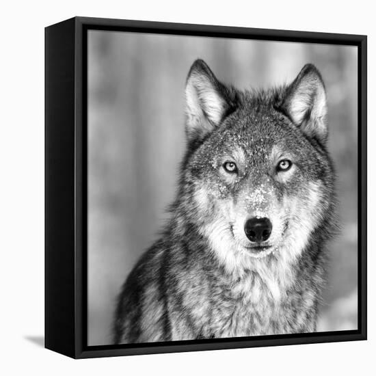 Wolf-null-Framed Premier Image Canvas