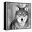 Wolf-null-Framed Premier Image Canvas