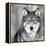 Wolf-null-Framed Premier Image Canvas