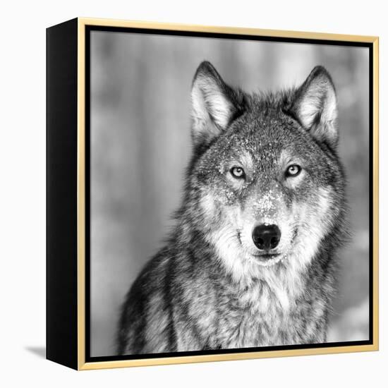 Wolf-null-Framed Premier Image Canvas