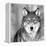 Wolf-null-Framed Premier Image Canvas