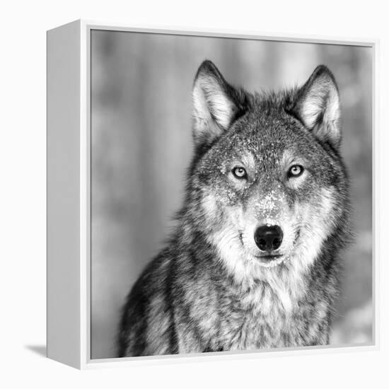 Wolf-null-Framed Premier Image Canvas