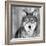 Wolf-null-Framed Photographic Print