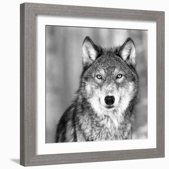 Wolf-null-Framed Photographic Print