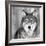 Wolf-null-Framed Photographic Print