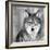 Wolf-null-Framed Photographic Print