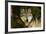 Wolf-null-Framed Photographic Print