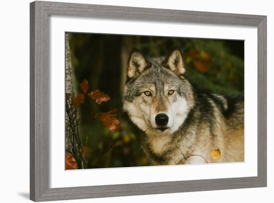 Wolf-null-Framed Photographic Print