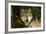 Wolf-null-Framed Photographic Print