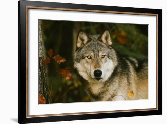 Wolf-null-Framed Photographic Print