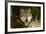 Wolf-null-Framed Photographic Print