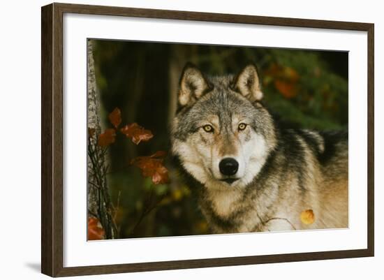 Wolf-null-Framed Photographic Print