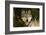 Wolf-null-Framed Photographic Print