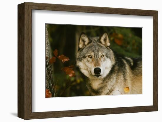 Wolf-null-Framed Photographic Print