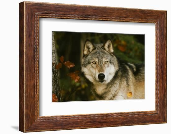 Wolf-null-Framed Photographic Print