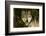 Wolf-null-Framed Photographic Print