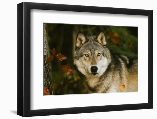 Wolf-null-Framed Photographic Print