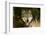 Wolf-null-Framed Photographic Print