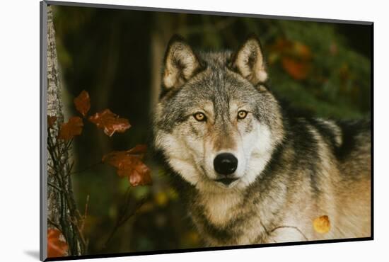 Wolf-null-Mounted Photographic Print