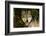 Wolf-null-Framed Photographic Print