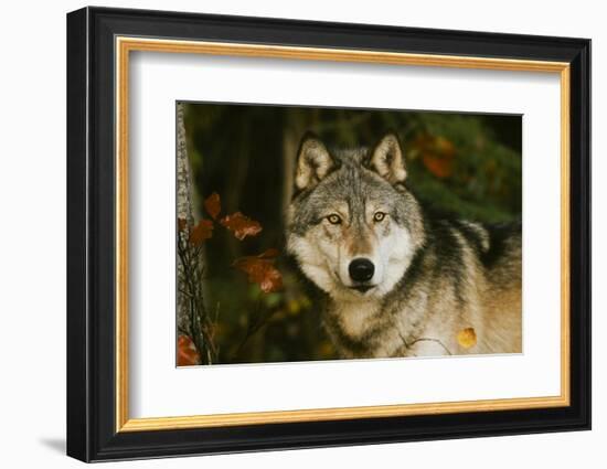 Wolf-null-Framed Photographic Print