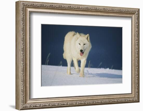 Wolf-null-Framed Photographic Print