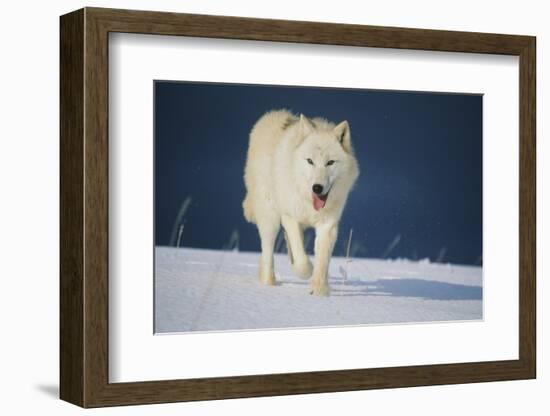 Wolf-null-Framed Photographic Print