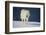 Wolf-null-Framed Photographic Print