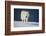 Wolf-null-Framed Photographic Print